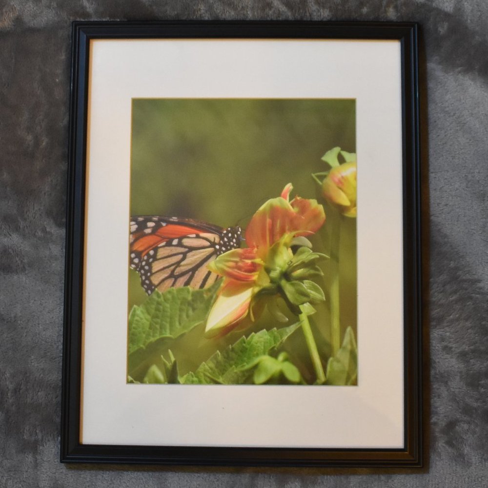 8x10 Monarch Butterfly Photography